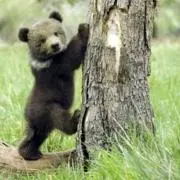 Cbearの画像