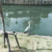 Rの画像