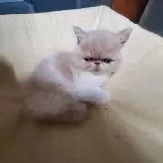 もりちゃん