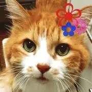❀Bell❀の画像