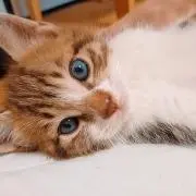 もも