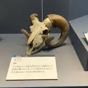 チャド