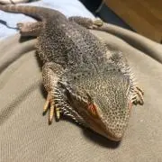 トモリン
