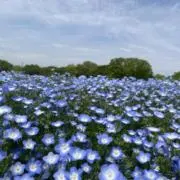 こむちの画像