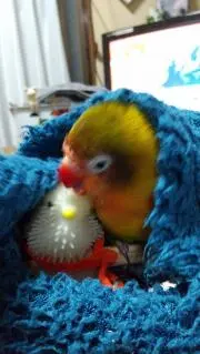 てんちゃん