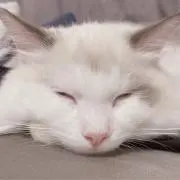 るるの画像