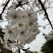 INOの画像