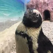 ねコネコ様専用 【ジャンク】ORBEA ONIX フレームセット - メルカリ