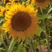 sun