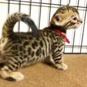rrrrrr