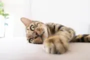 mimieeの画像