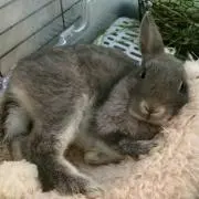 みここ