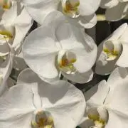 yoの画像