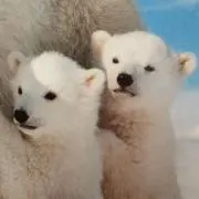 まほろの画像
