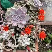 香の画像