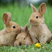 rabbit✩の画像