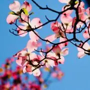 はなみずきの画像