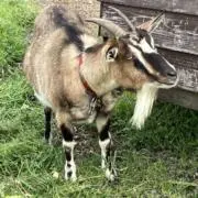 メイの画像