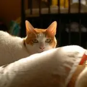 ダー