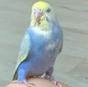 ふとちこ