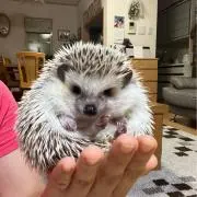 ジャスミン