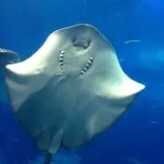 ゆづぽん