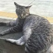 みみこの画像