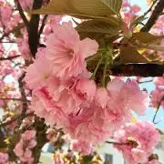 AYの画像