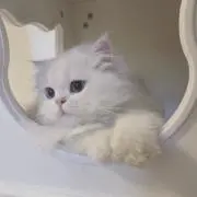 ぴぐー