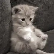 ちおの画像