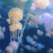 ぷりんの画像