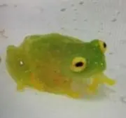 けろけろ56の画像