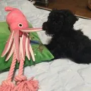 ゆきまるの画像