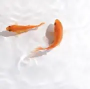 akaneの画像