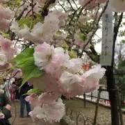 まもこ