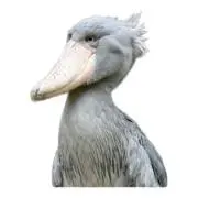 値下げ歓迎/子供に動物アレルギーありの画像