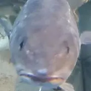 鱈男友達