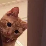 ニクの画像