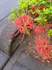 サバトラの画像