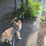 ベイノリちゃんの画像
