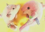 **まりも**の画像