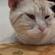 しょうの画像
