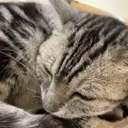 ねこちゃんの画像