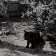 Miaの画像