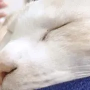 ちゃまの画像