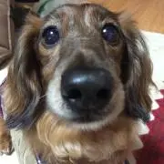 じゅんぶるーの画像