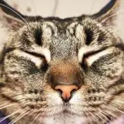 Valeriaの画像