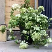hydrangeaの画像