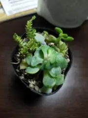 きらり