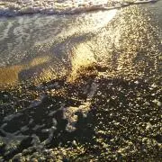 エキナセアの画像